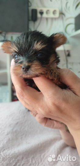 Девочки йорка