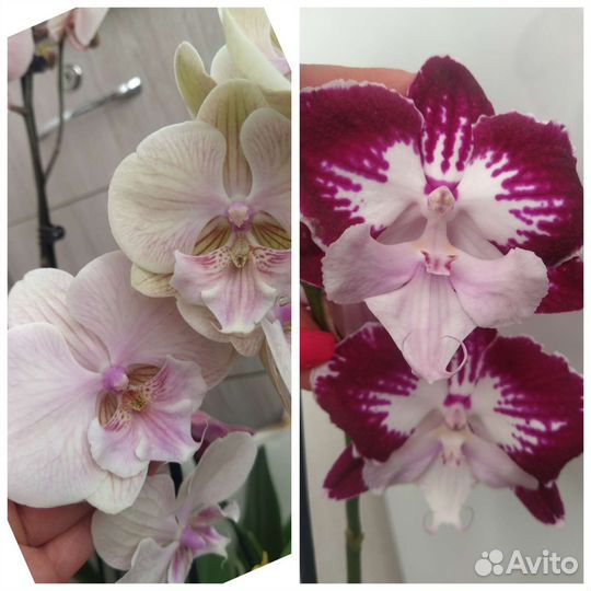 Орхидея фаленопсис биглип