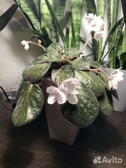 Фиалка цветущая всегда