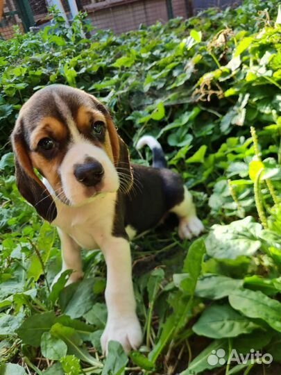 Бигль трехцветные щенки