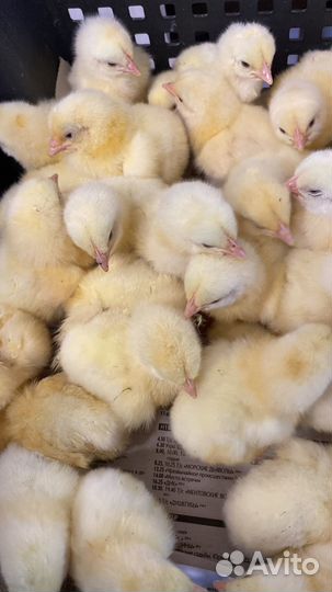 Суточные цыплята бройлеры в пгт. Афипском