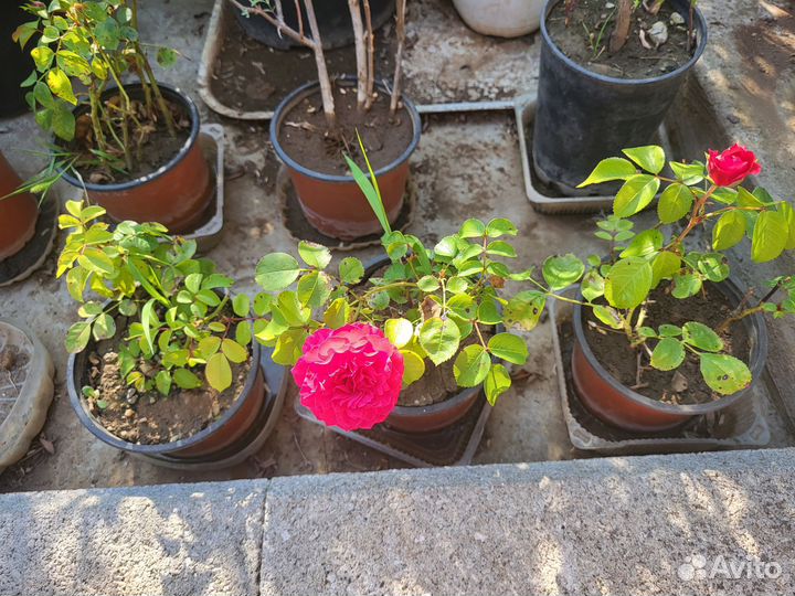 Растения для сада