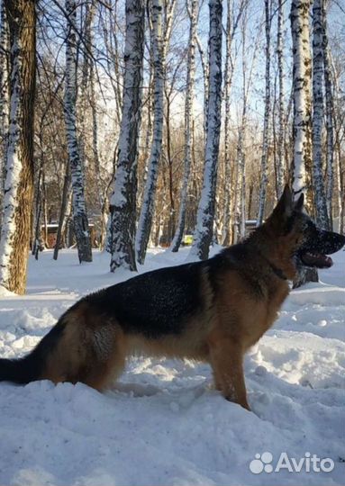Немецкая овчарка