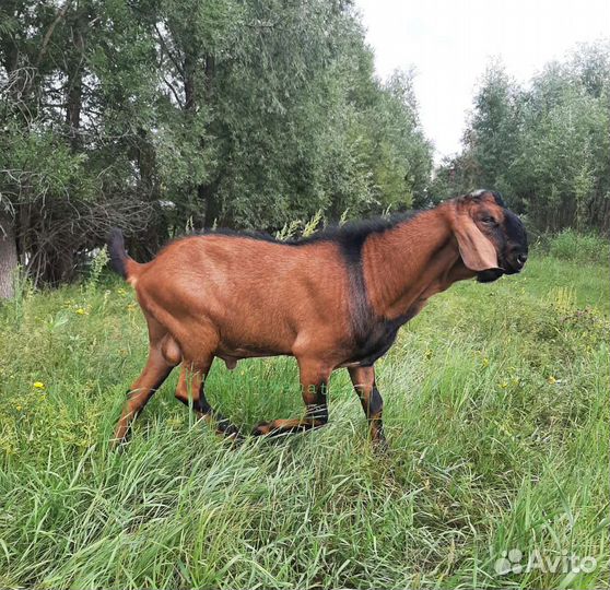 Англо-нубийские козочки и козлики