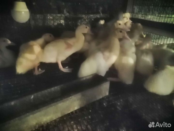 Бройлер, Утята, Гусята, Несушка, Мулард