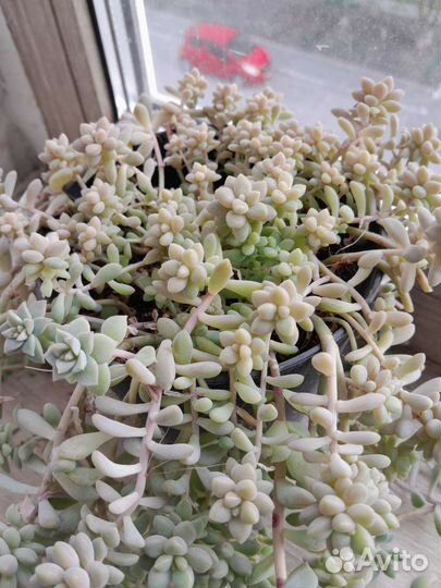 Суккуленты