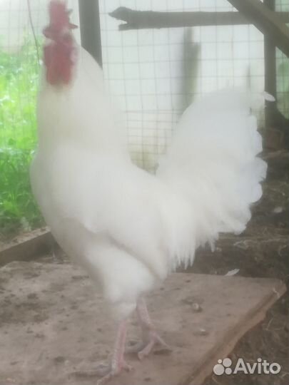 Петухи Леггорны