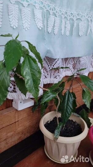 Фикус бенджамина и гибискус