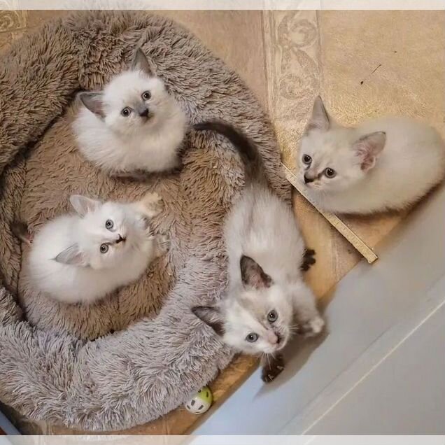 Тайский котёнок