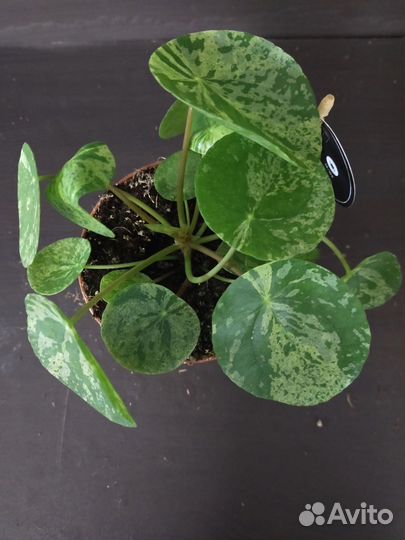 Пилея Mojito, d13