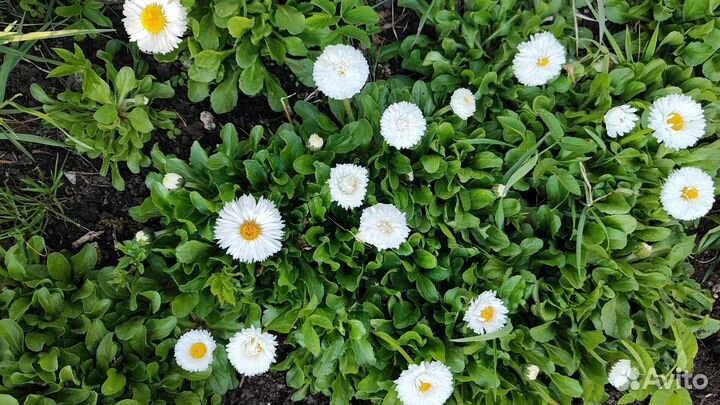 Маргаритки