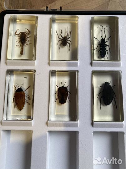 Насекомые в стекле