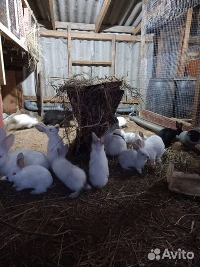 Калифорнийские кролики