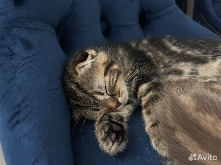 Шотландские вислоухие котята