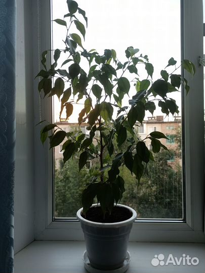 Фикус Бенджамина - (Ficus benjamina)