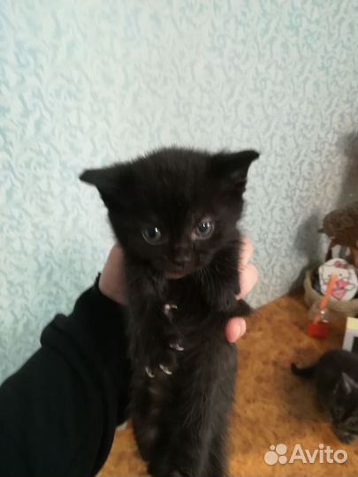 Британские котята