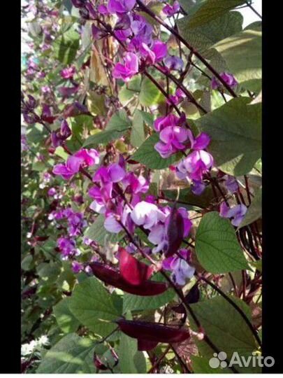 Рассада вьющийся сирени