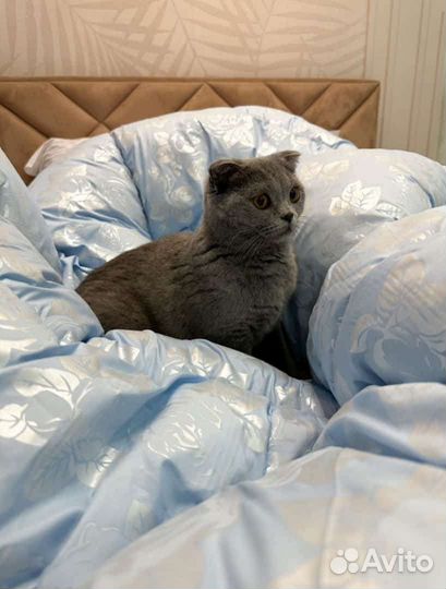 Одеяло Лебяжий Пух Зима Розница