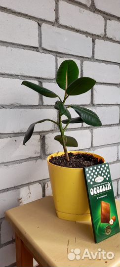 Фикус. Высота 30 см