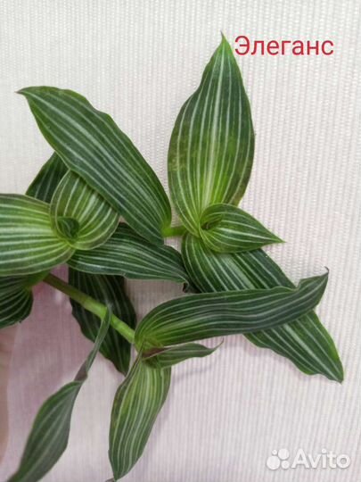 Традесканция часть 2