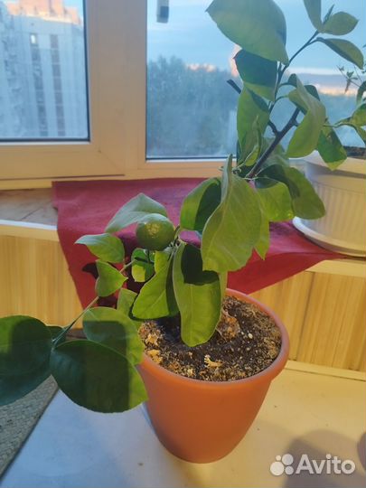 Лимон Павловский с плодами