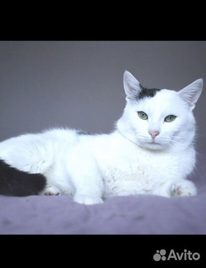 Котик из приюта