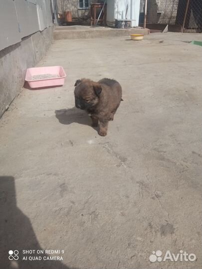 Щенки в добрые руки