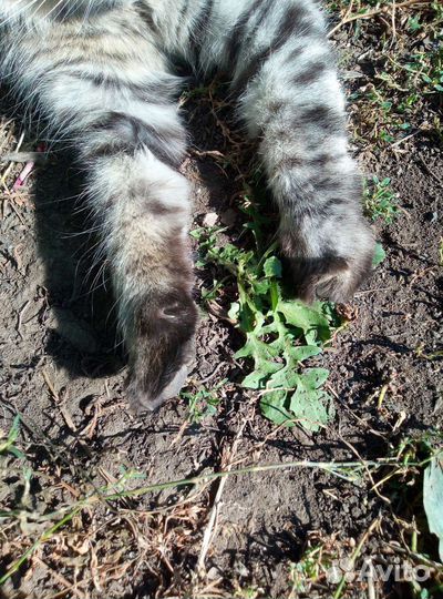 Кот в добрые руки