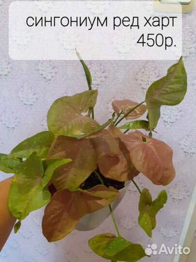 Сингониум Ред Харт