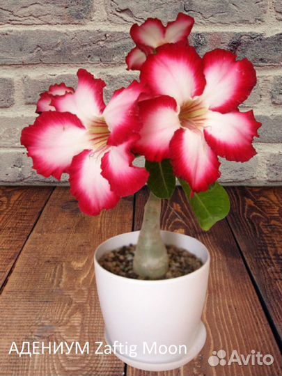 Адениумы, семена