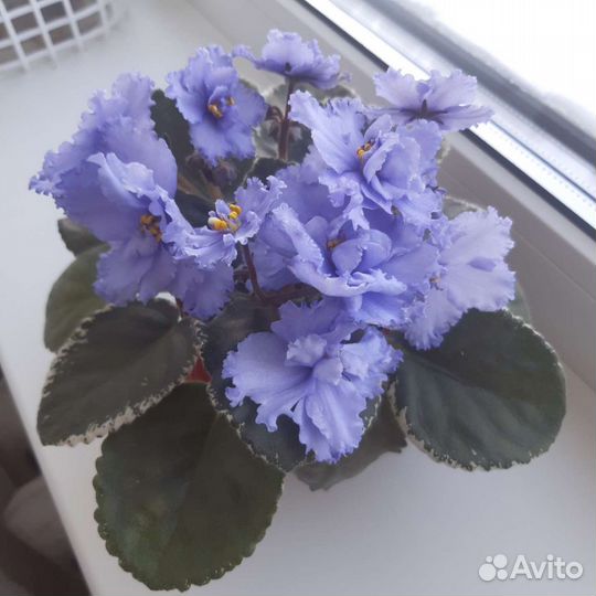 Детки сортовых фиалок