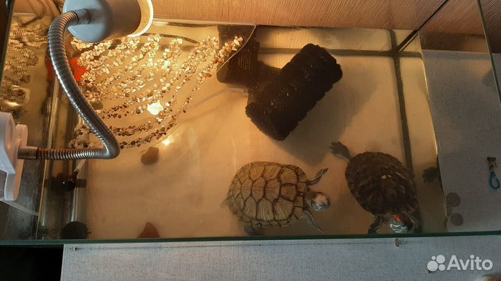 Красноухая черепаха вместе с аквариумом, кормом, ф