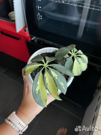 Комнатные цветы шефлера