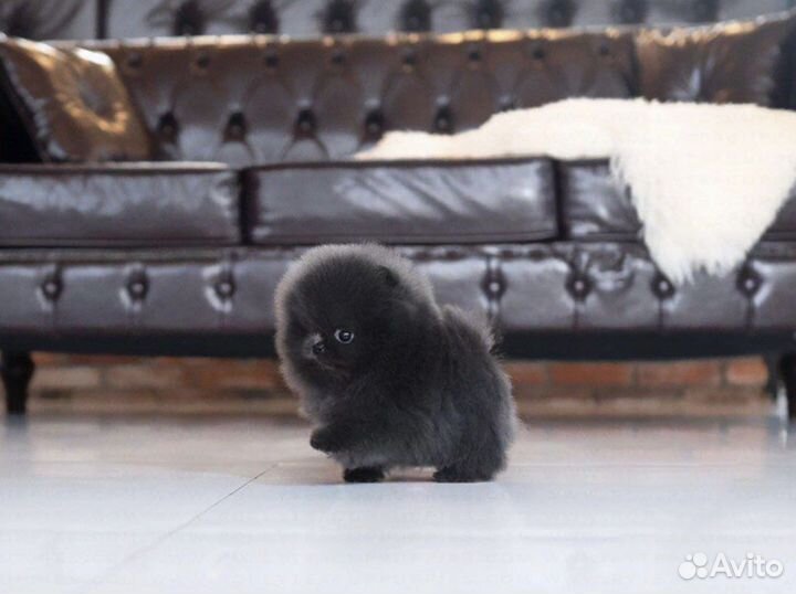 Микро черные мишки шпицули комочки счастья