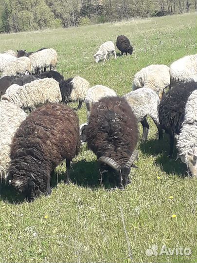Овцы бараны
