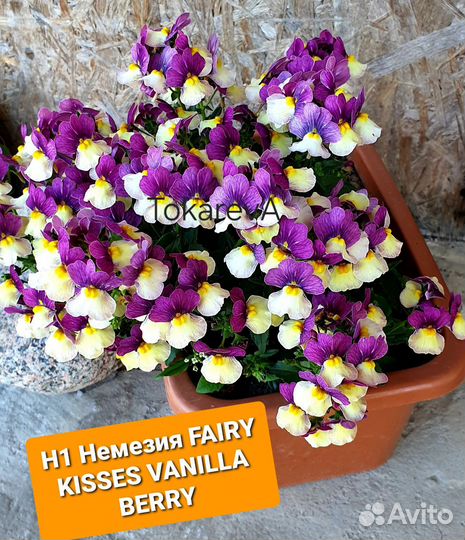 Немезия вегетативная