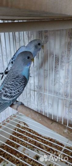 Волнистый попугай