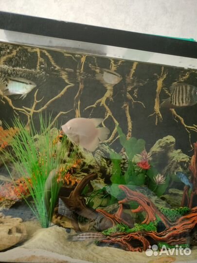 Экзотические рыбки