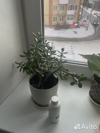 Комнатные цветы