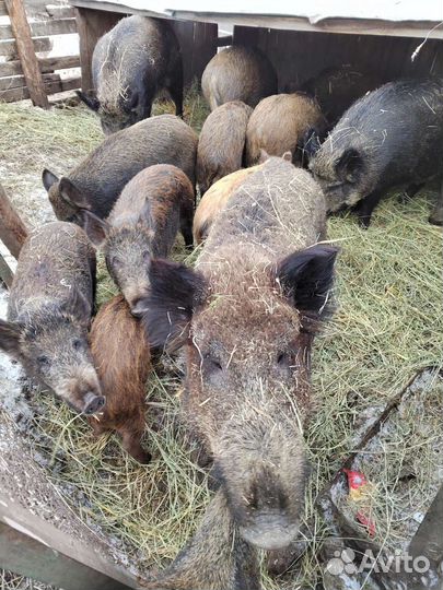 Дикий кабан