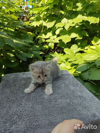 Котята бобтейлы