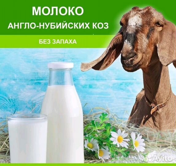 Продам козье молоко