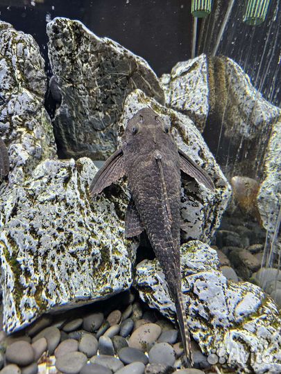 Сом птеригоплихт (парчовый)