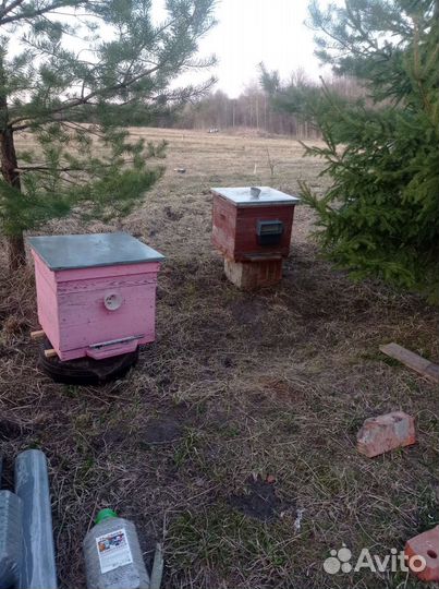 Пыльца цветочная,прополис