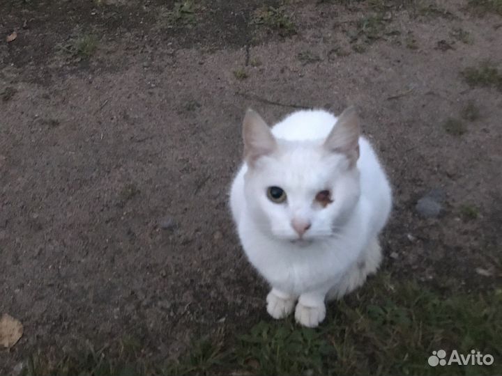 Кошки в добрые руки породистые(Турецкая Ангора)