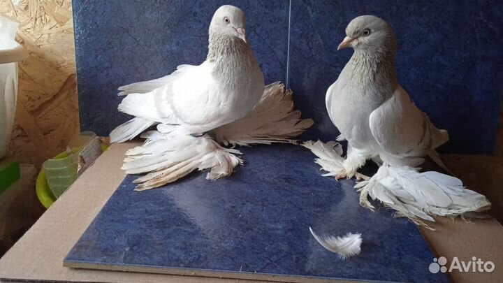 Голуби Северокавказские