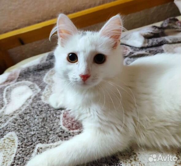 Белоснежная ангорка с заколками Ассоль