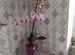 Орхидея фаленопсис цветущая 18.06.24