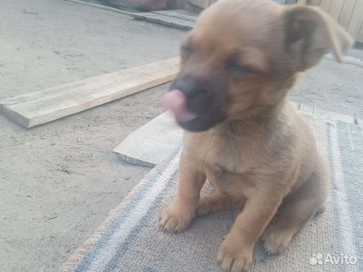 Собака мини той-терьер