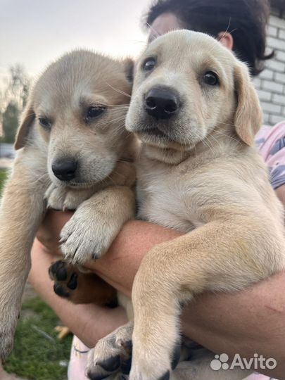 Щенки в добрые руки